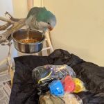 My Safe Bird Store