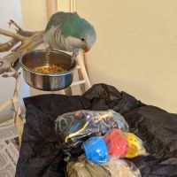 My Safe Bird Store ico