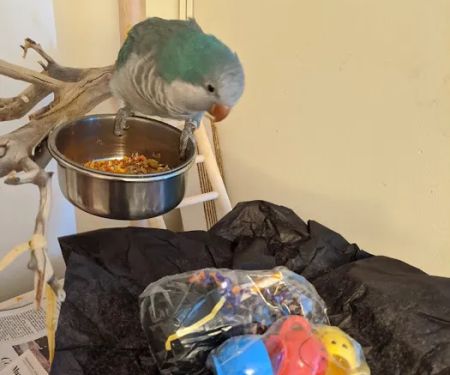 My Safe Bird Store