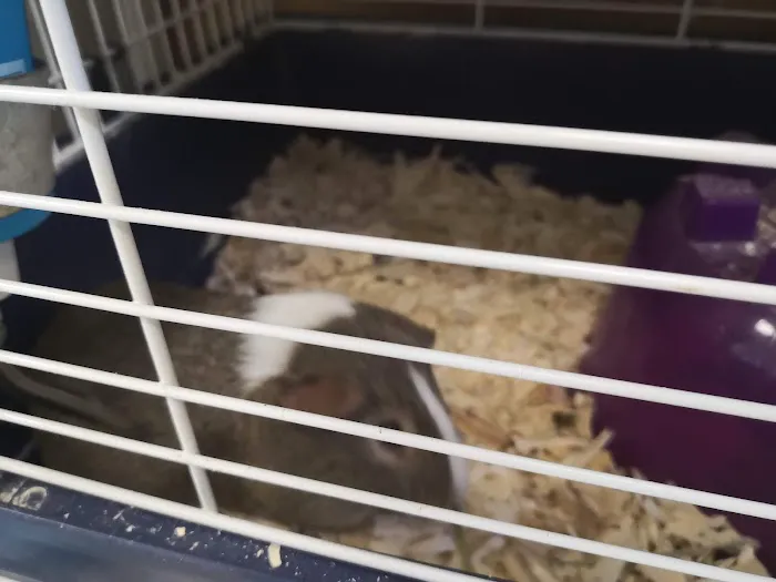 Precious Pets III Picture 3