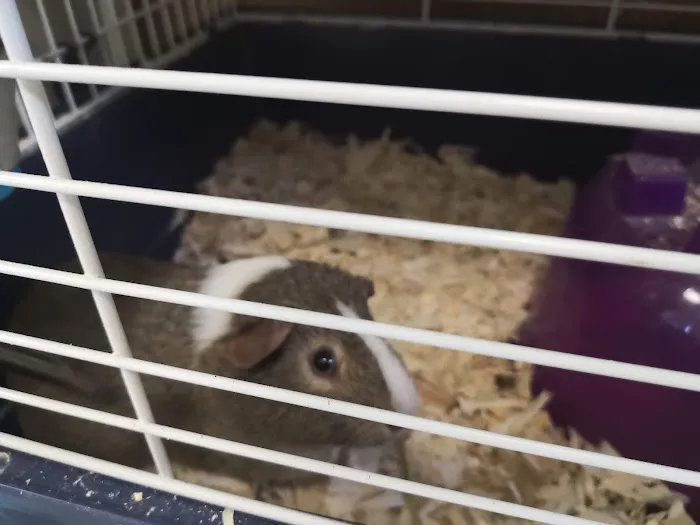 Precious Pets III Picture 5