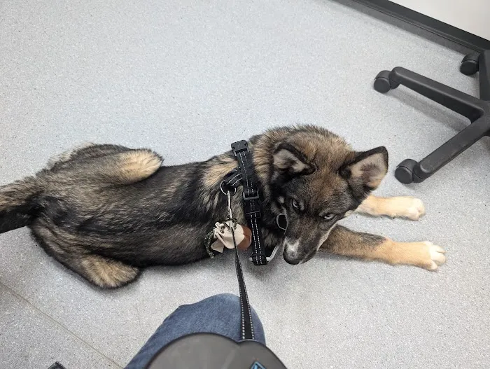 Via Verde Animal Hospital Picture 4