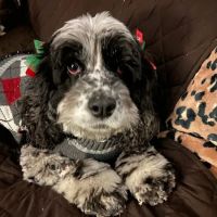 Via Verde Animal Hospital ico