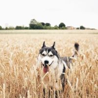 SIBERIAN HUSKY PUPPIES FOR ADOPTION. Heavenly puppies fam / PET LOVE/ Leo Pets. ico