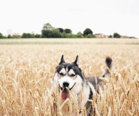 SIBERIAN HUSKY PUPPIES FOR ADOPTION. Heavenly puppies fam / PET LOVE/ Leo Pets.