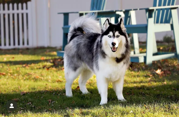 SIBERIAN HUSKY PUPPIES FOR ADOPTION. Heavenly puppies fam / PET LOVE/ Leo Pets. Picture 6