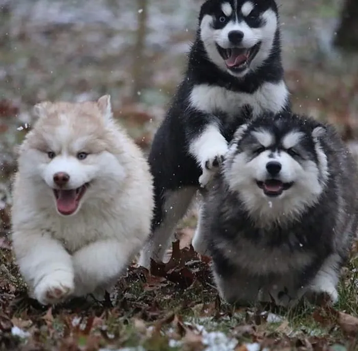 SIBERIAN HUSKY PUPPIES FOR ADOPTION. Heavenly puppies fam / PET LOVE/ Leo Pets. Picture 2