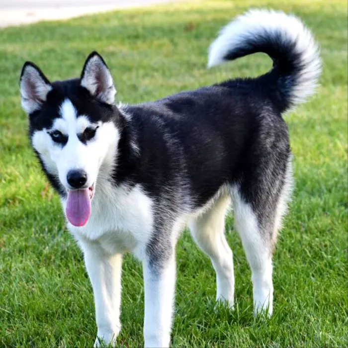 SIBERIAN HUSKY PUPPIES FOR ADOPTION. Heavenly puppies fam / PET LOVE/ Leo Pets. Picture 10
