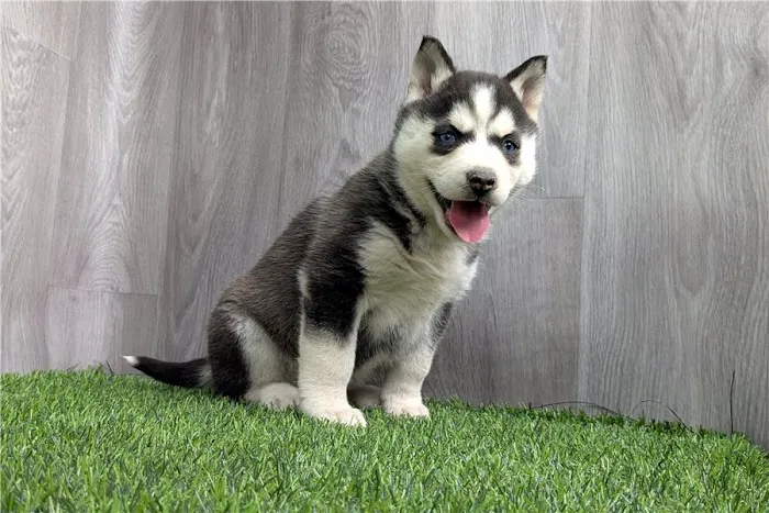 SIBERIAN HUSKY PUPPIES FOR ADOPTION. Heavenly puppies fam / PET LOVE/ Leo Pets. Picture 3