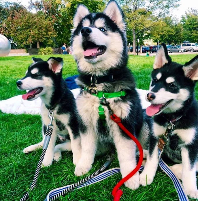 SIBERIAN HUSKY PUPPIES FOR ADOPTION. Heavenly puppies fam / PET LOVE/ Leo Pets. Picture 7