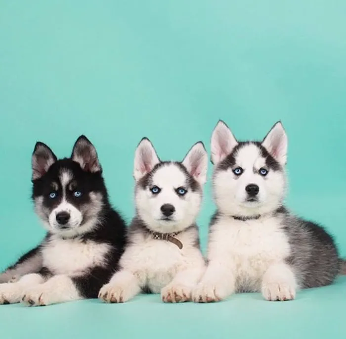 SIBERIAN HUSKY PUPPIES FOR ADOPTION. Heavenly puppies fam / PET LOVE/ Leo Pets. Picture 4