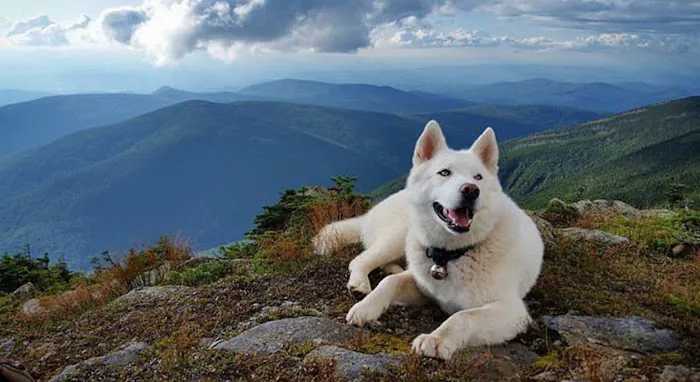 SIBERIAN HUSKY PUPPIES FOR ADOPTION. Heavenly puppies fam / PET LOVE/ Leo Pets. Picture 8
