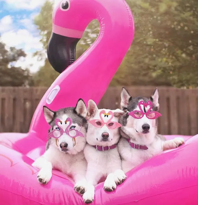 SIBERIAN HUSKY PUPPIES FOR ADOPTION. Heavenly puppies fam / PET LOVE/ Leo Pets. Picture 9