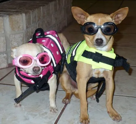 Pomona Valley Veterinary Hospital Picture 8