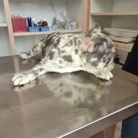 Pomona Valley Veterinary Hospital ico