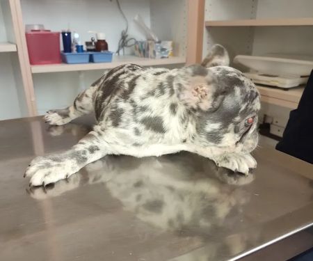 Pomona Valley Veterinary Hospital