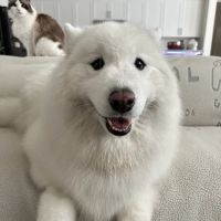 Veterinary Eye Clinic ico
