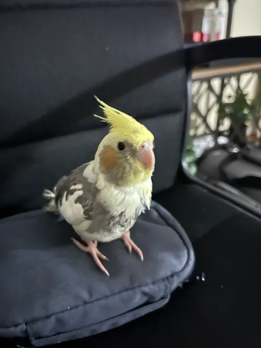 Just for Pets Picture 10
