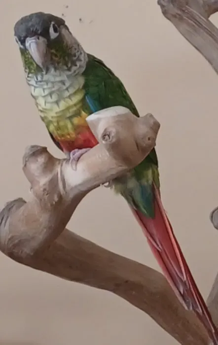 Just for Pets Picture 5