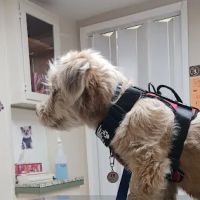Pomona Animal Hospital ico