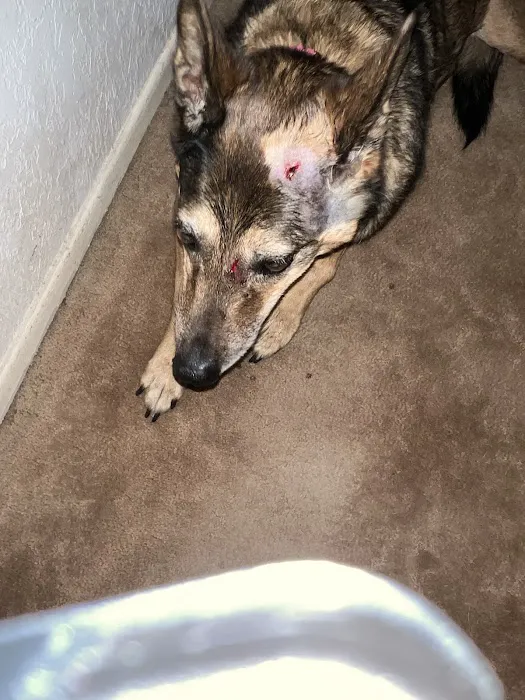 Arrow Animal Hospital Picture 6