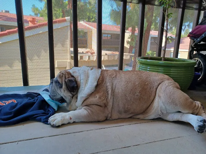 La Verne Animal Hospital Picture 5