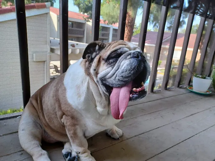 La Verne Animal Hospital Picture 1
