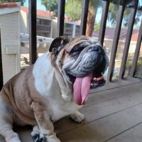 La Verne Animal Hospital ico