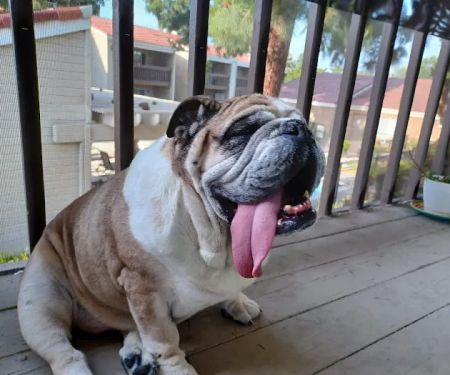 La Verne Animal Hospital
