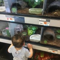 Petco ico