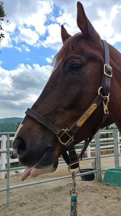Topline Equine Veterinary Inc. Samantha Abair DVM Picture 5