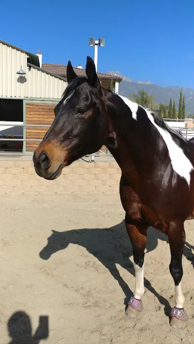 Topline Equine Veterinary Inc. Samantha Abair DVM Picture 6