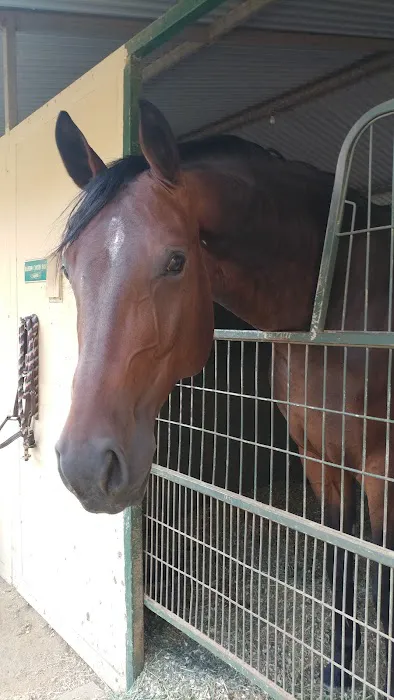 Topline Equine Veterinary Inc. Samantha Abair DVM Picture 4