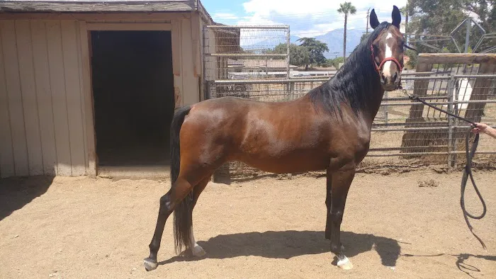 Topline Equine Veterinary Inc. Samantha Abair DVM Picture 7