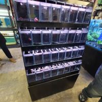 Londontowne Tropicals ico