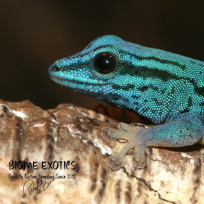 Biome Exotics Picture 9