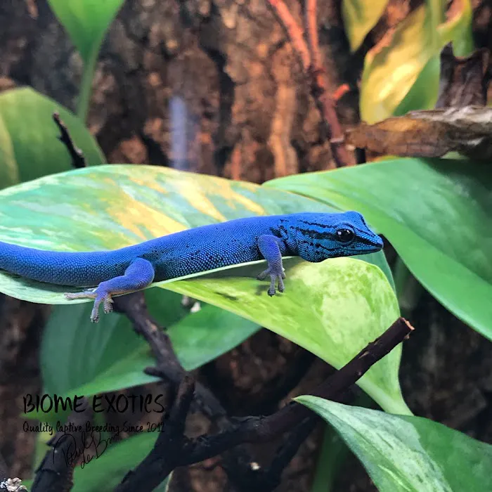 Biome Exotics Picture 8