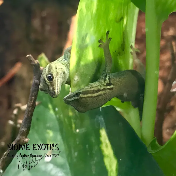 Biome Exotics Picture 4