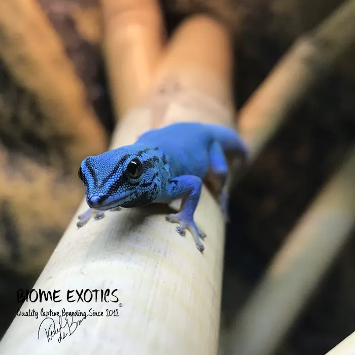 Biome Exotics Picture 6