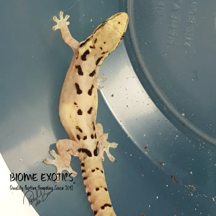 Biome Exotics Picture 10