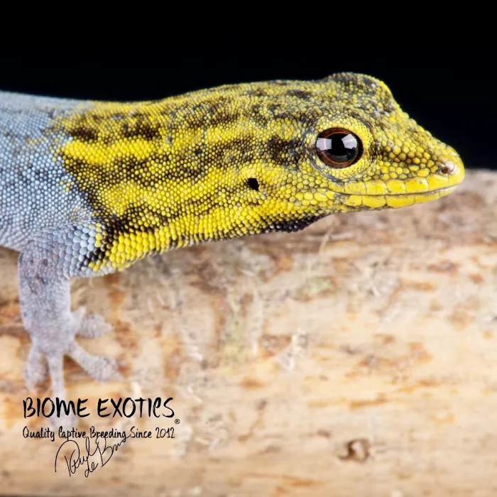 Biome Exotics Picture 5