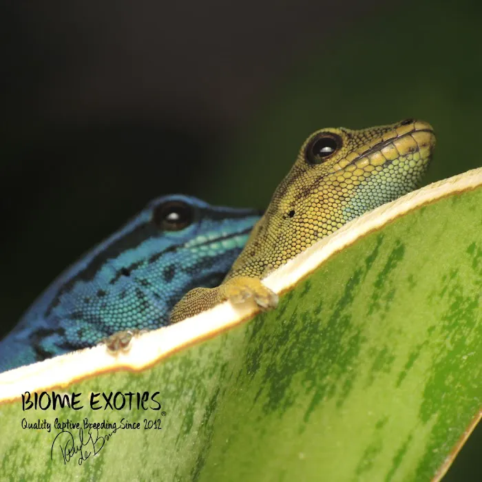 Biome Exotics Picture 1