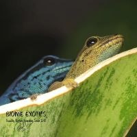 Biome Exotics ico