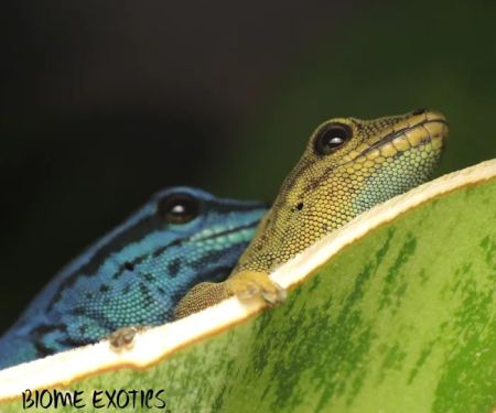 Biome Exotics