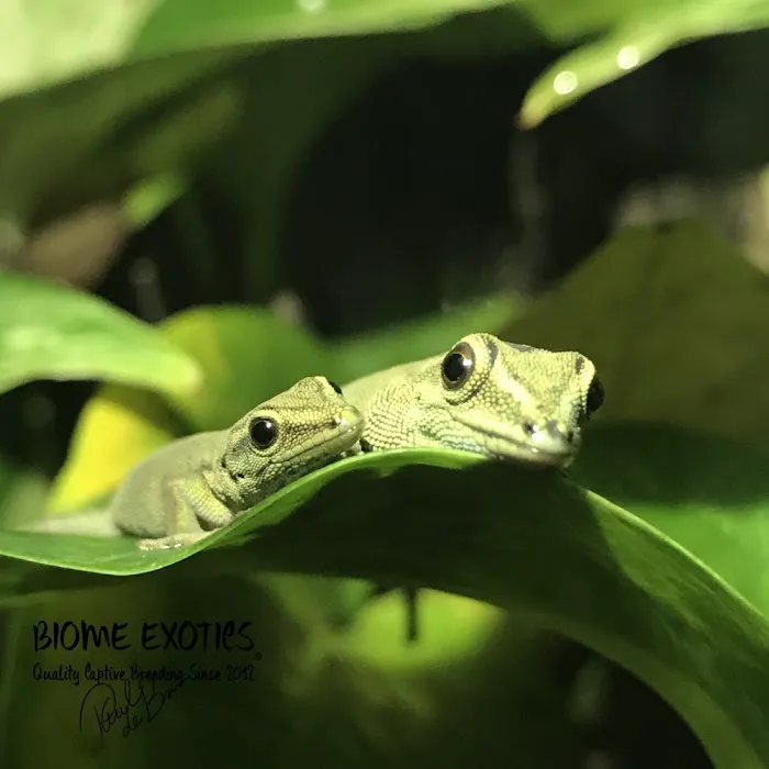 Biome Exotics Picture 3
