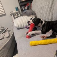 Petco ico