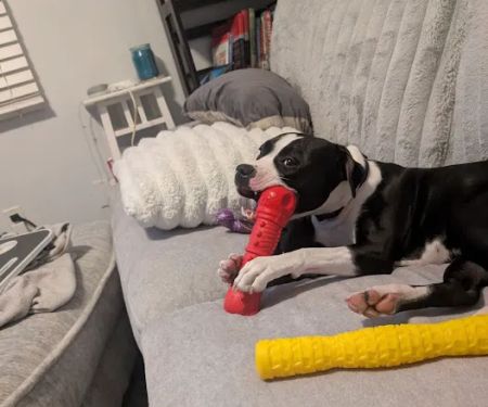 Petco