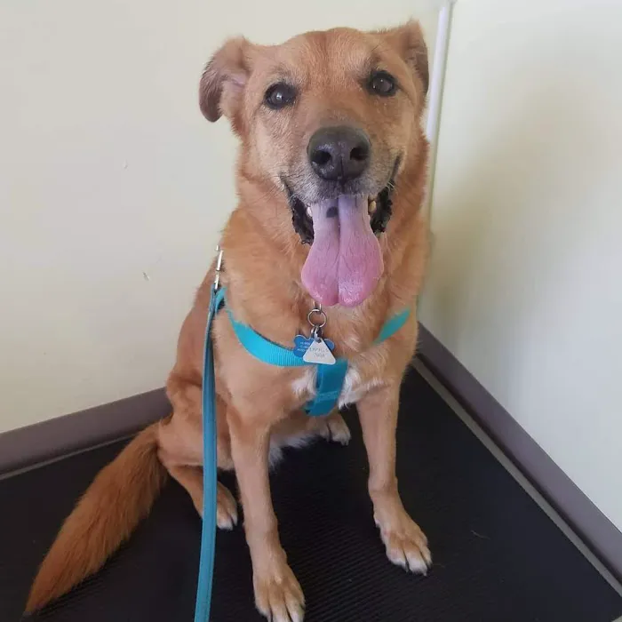 Chino Hills Parkway Pet Hospital Picture 2