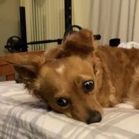 Chino Hills Parkway Pet Hospital ico