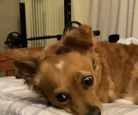 Chino Hills Parkway Pet Hospital